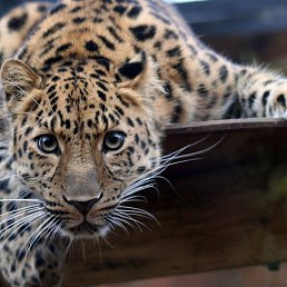 �������, ����, 36 ���