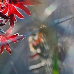 ����, ������������, 26 ���