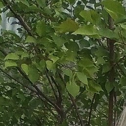 ��������, �������, 44 ����