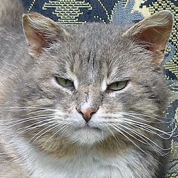 ���������, �������, 47 ���