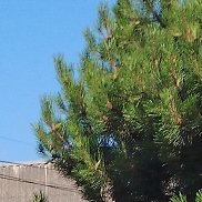 ����, 55 ���, ������