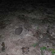 ������, 46 ���, ����������