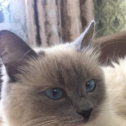 ���������, �������, 45 ���