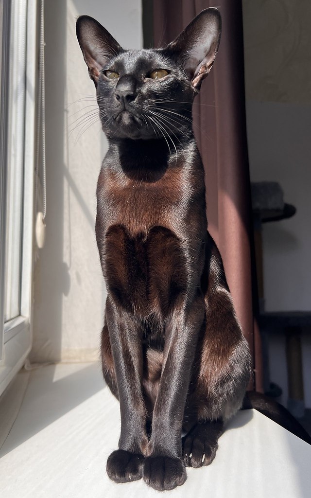 Какой красавец