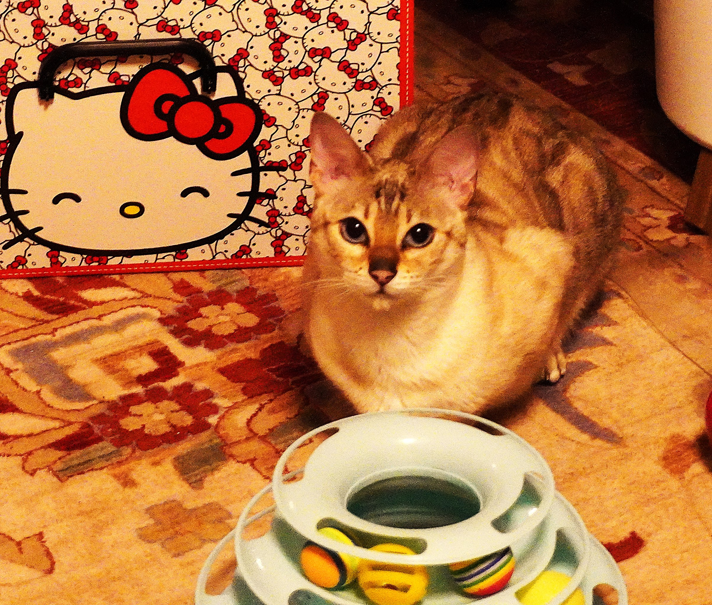 Uegenia Seidel - 6  2025  19:35