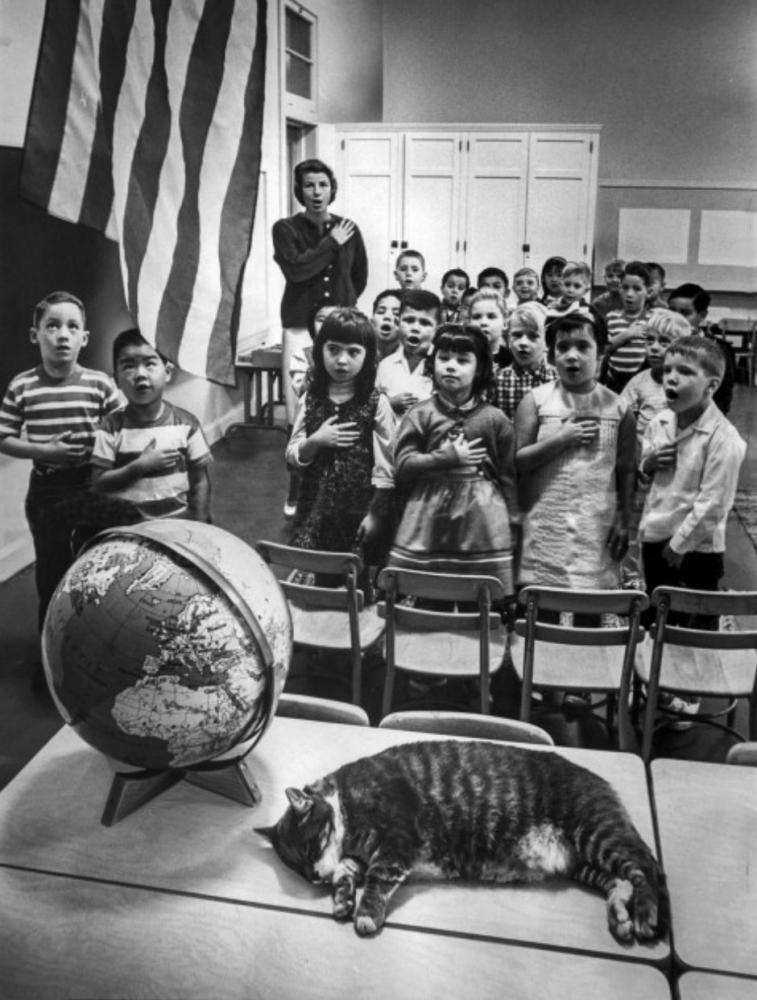 Осенью 1952 года в начальной школе Элизиан Хайтс в Калифорнии полосатый кот вошел в класс прямо ...