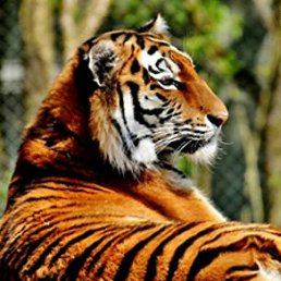 Mustafa, �����-���������, 51 ���