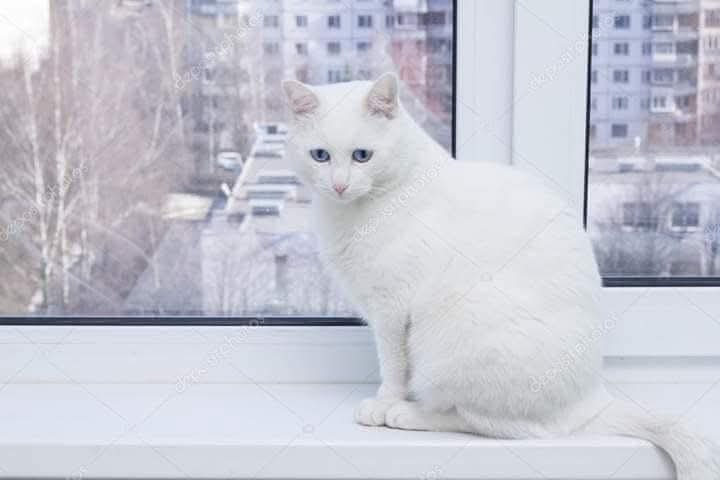 :) "Через неделю, как меня не станет, придет к двери, Маруся, белый кот. Впусти его, он счастье ...