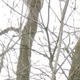 ����, ������-�������, 45 ���