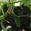 26  !!!!!!!!!!   24  !!!!!!!!!!!!!!