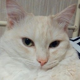 ��������, ���������, 59 ���