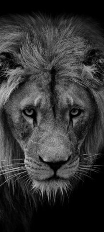 ���� Vladimir, �����������, 40 ��� - ��������� 10 ������ 2024