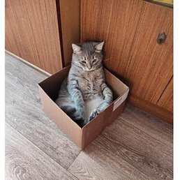 ���������, ������������, 25 ���