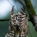 ���� Najim, ������, 32 ���� - ��������� 29 ������� 2023 � ������ ���� ����������