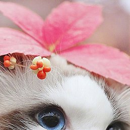 �����, �����, 50 ���