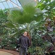 �������, 38 ���, �����