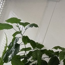 ����, ������, 49 ���