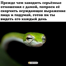 ���������, ����������