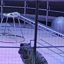 ���� �����, �����������, 42 ���� - ��������� 3 ������ 2023