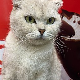 Murat, ������, 52 ����