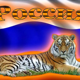 �������, ������, 41 ���