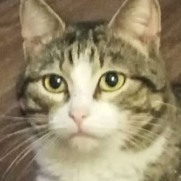 �������, ������ ��������, 48 ���