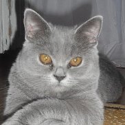 �����, 33 ����, ������