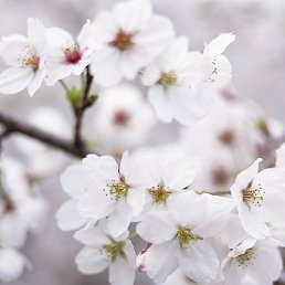 N@taly, ��������