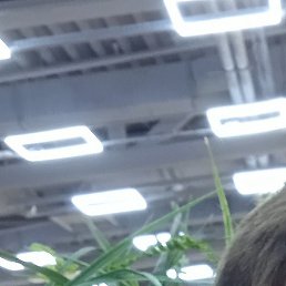 ����, ������������, 39 ���