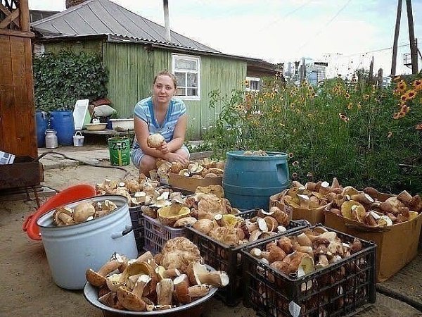 Вот это я понимаю - ГРИБАЛКА!