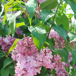 ����, �������, 38 ���