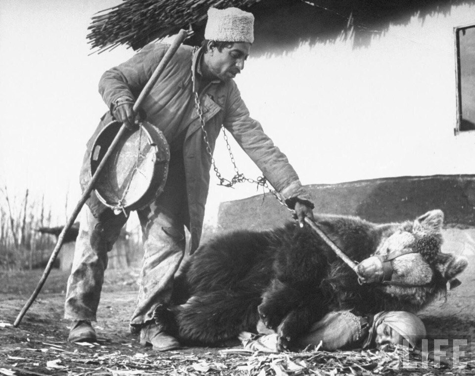 Цыган лечит спину женщины медведем. Румыния, 1946 год.