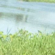 �����, 40 ���, �������