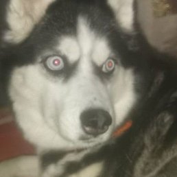 ����, ��������, 40 ���