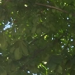 �����, �������, 42 ����