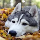 ���� ���������, �����, 60 ��� - ��������� 9 ������ 2026 � ������ ������ ��������