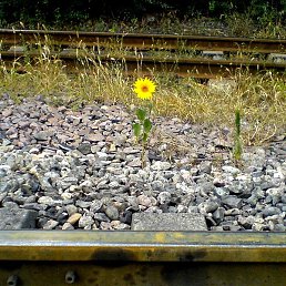 Roman, ������, 47 ���