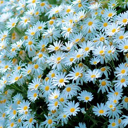 ����, �����-���������, 50 ���