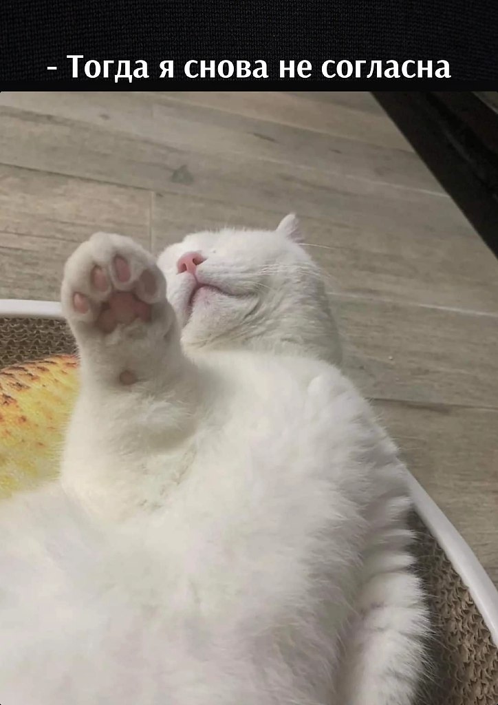 ��� ���� � ����� �� �� - 25 ������� 2026 � 11:00 - 3