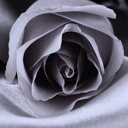 �����, ������, 38 ���