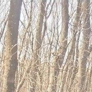 �����, 36 ���, ������