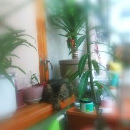 ���, �����������, 47 ���