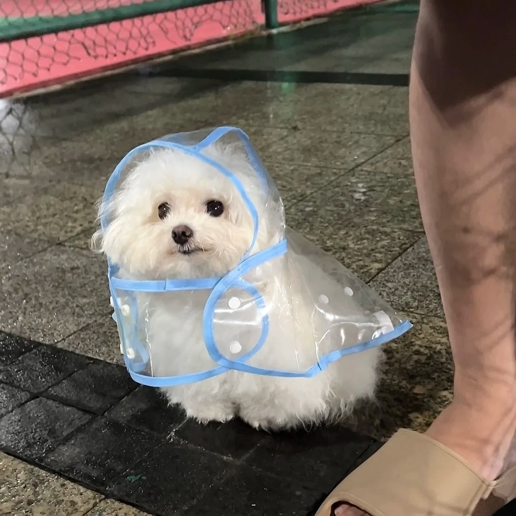 Он такой стильный в своем дождевичке - 4