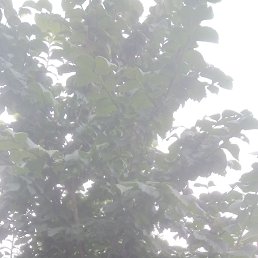 ��������, 62 ����, ������������