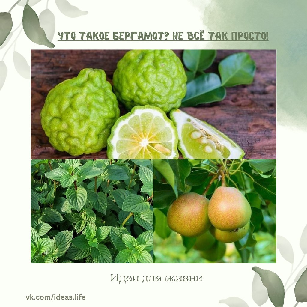 Слово «бергамот» знакомо каждому, кто хоть раз пил чай Earl Grey — с его изысканным, ...