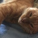 ���� ��������, ������, 39 ��� - ��������� 4 ������� 2025 � ������ ������ ��������