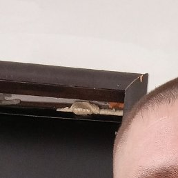 �������, ���������, 37 ���