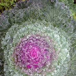 Nadia, ������, 52 ����