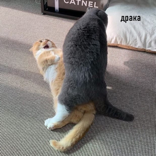 ���������� �� ����, ��� ������� ���� ��������� - 5