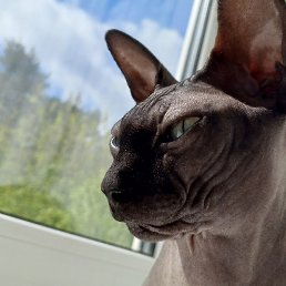 �����, ������, 21 ���